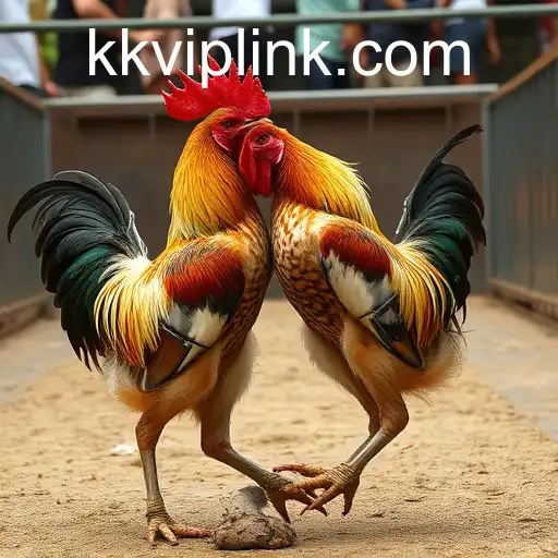 Cockfighting